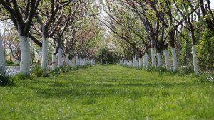 Aleea indragostitilor