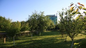 Liniste la iarba verde