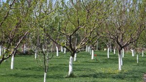 Loc de agrement in livada