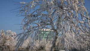 Pomi ingetati la SKY
