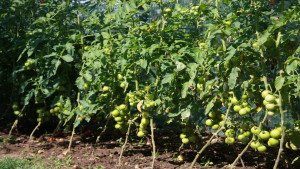 Rosii bio crescute la Sky Angel