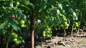 Rosii naturale pentru rezidentii din caminul de batrani Sky Angel